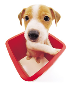 jack russel terier5.jpg