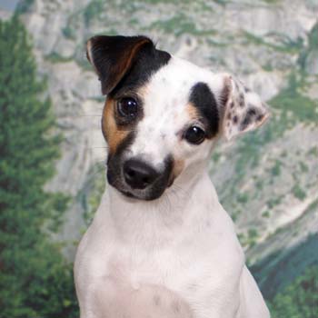jack russel terier1.jpg