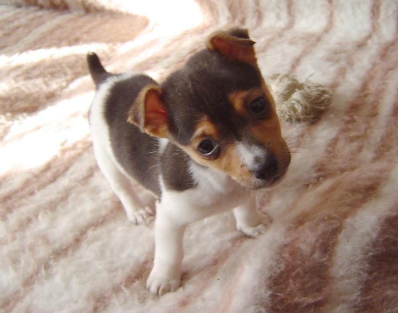 jack russel terier.jpg