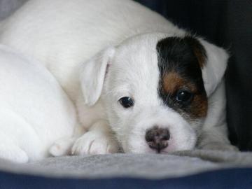 jack russel terier4.jpg