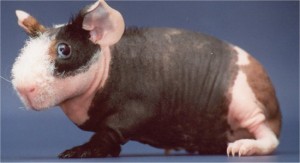 Obrázok