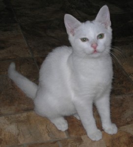 Obrázok