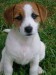 jack russel terier2.jpg