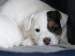 jack russel terier4.jpg
